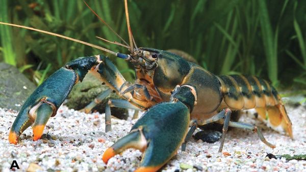 Cherax snowden - Sputnik International