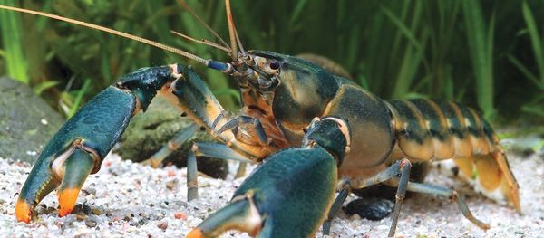 Cherax snowden Cherax snowden - Sputnik International