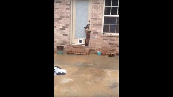 Epic Cat Door Fail - Sputnik International