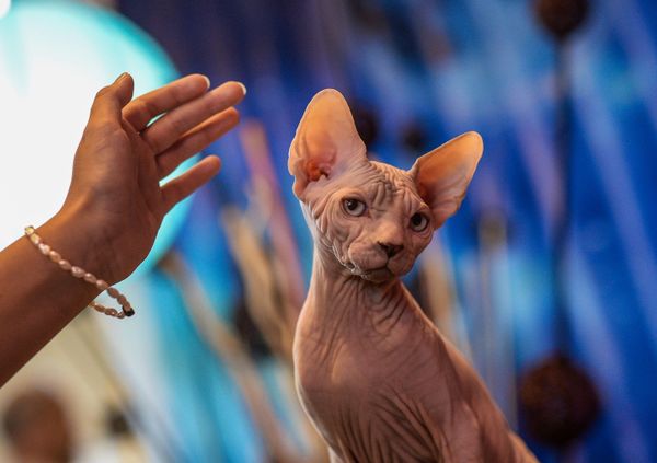 This Week in Pictures - Sputnik International