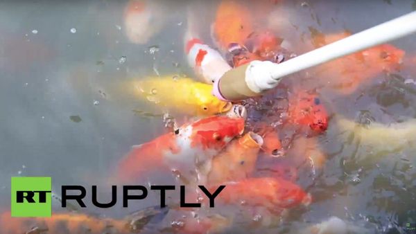 Visitors Bottle Feed Koi Carp at Xiaoyaojin Park - Sputnik International