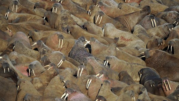 Walrus rookery - Sputnik International
