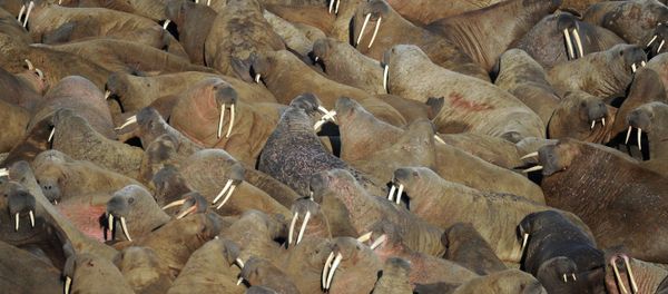 Walrus rookery - Sputnik International