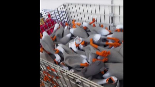 Duck Army - Sputnik International