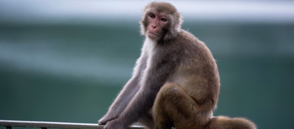 A macaque monkey sits on a fence in a country park in Hong Kong. A macaque monkey sits on a fence in a country park in Hong Kong. - Sputnik International