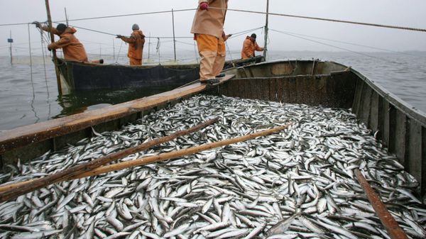 Fishermen of fishery collective farm Dobrovolsky fish Baltic herring in the Gulf of Kaliningrad - Sputnik International