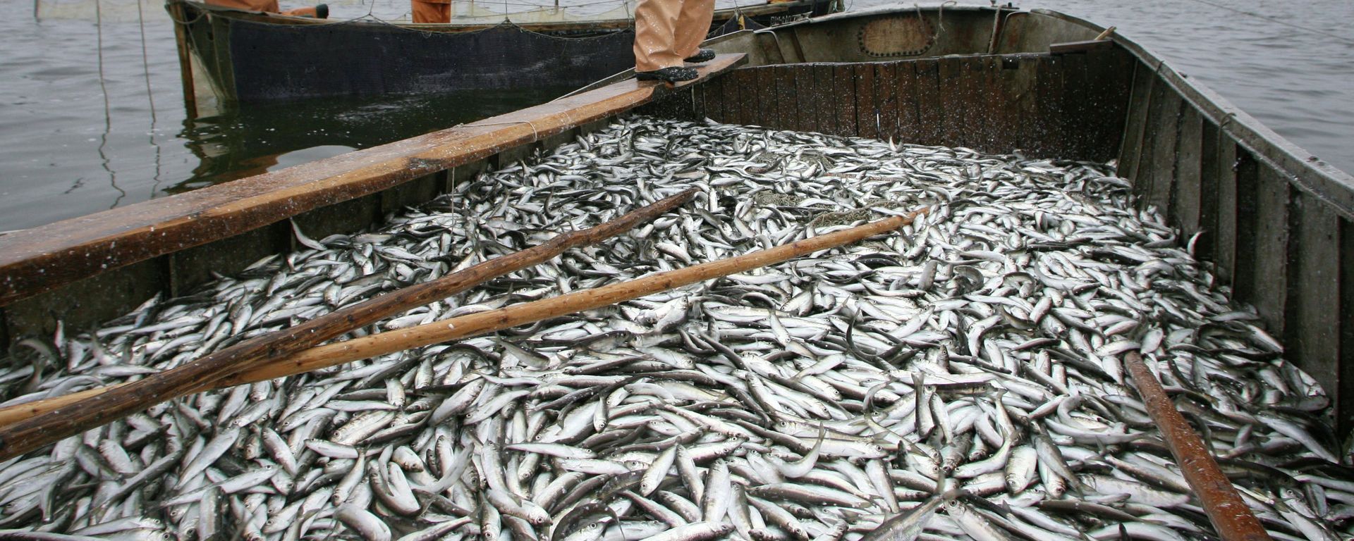 Fishermen of fishery collective farm Dobrovolsky fish Baltic herring in the Gulf of Kaliningrad - Sputnik International, 1920, 08.04.2022