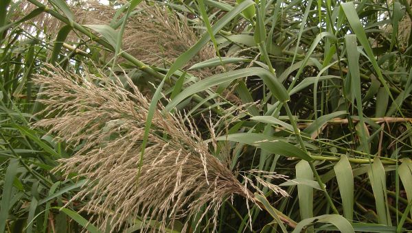Miscanthus Miscanthus - Sputnik International