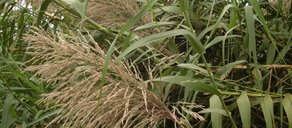 Miscanthus - Sputnik International