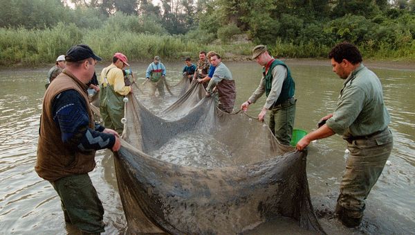 Volunteers works in Tisza - Sputnik International