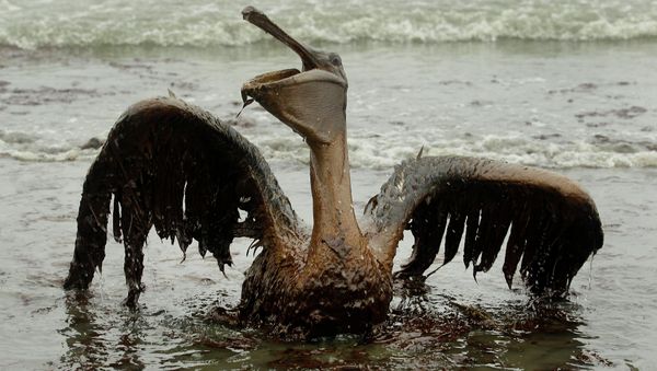 A brown pelican covered in oil sits on the beach at East Grand Terre Island along the Louisiana coast - Sputnik International