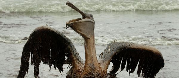 A brown pelican covered in oil sits on the beach at East Grand Terre Island along the Louisiana coast A brown pelican covered in oil sits on the beach at East Grand Terre Island along the Louisiana coast - Sputnik International