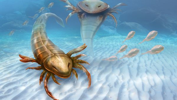 This rendering provided by Yale University shows a Pentecopterus decorahensis. This rendering provided by Yale University shows a Pentecopterus decorahensis. - Sputnik International