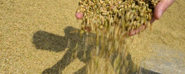 Grain squashed during crop harvesting Grain squashed during crop harvesting - Sputnik International