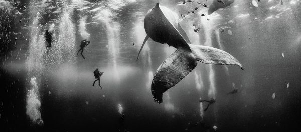 I believe in pure and limitless creative power and try to avoid all stereotypes regarding what I do with my camera and with the photographs I create. The first place winner of the National Geographic Traveler Photo Contest 2015, the photograph shows divers with a humpback whale and her newborn calf while they cruise around Roca Partida in the Revillagigedo [Islands], Mexico. - Sputnik International