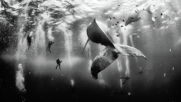 I believe in pure and limitless creative power and try to avoid all stereotypes regarding what I do with my camera and with the photographs I create. The first place winner of the National Geographic Traveler Photo Contest 2015, the photograph shows divers with a humpback whale and her newborn calf while they cruise around Roca Partida in the Revillagigedo [Islands], Mexico. - Sputnik International