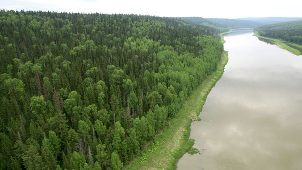View of the taiga in the Yenisei District of Russia's Krasnoyarsk Territory. - Sputnik International