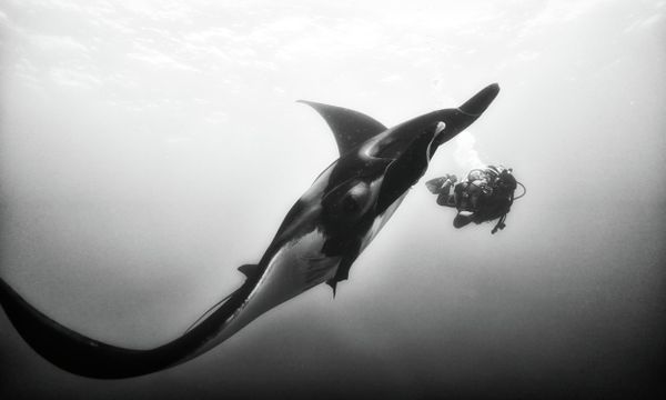 With the underwater series, I try to drive our attention towards the beauty of our oceans, the feeling of being underwater and a sad truth usually unnoticed that needs to be transmitted and remembered. - Sputnik International
