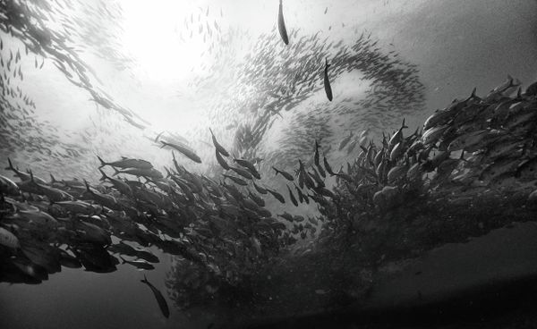 We see and care when a forest is gone because it is visible to everybody, but we don't see when we destroy life underwater, we don't see how nets from the tuna and shrimp industries cause damage to the sea. - Sputnik International