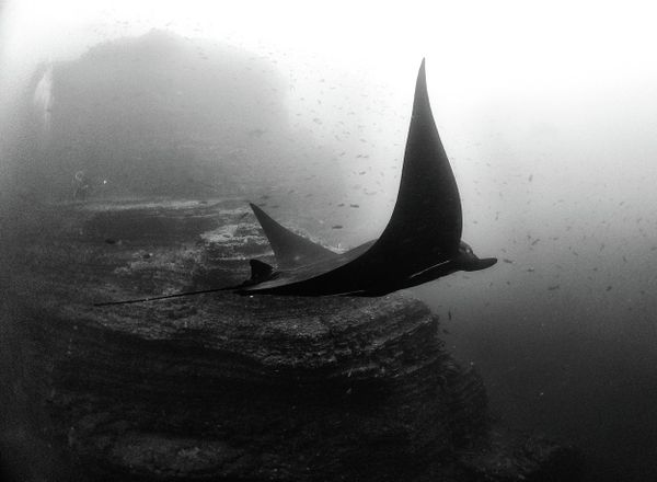 We are not familiar with this environment because we don´t see what we destroy, so we are completely detached from the underwater reality. - Sputnik International