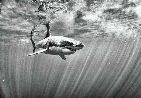 This alienation needs to change very quickly so we can reverse this course, so our oceans can recover and become healthier. - Sputnik International