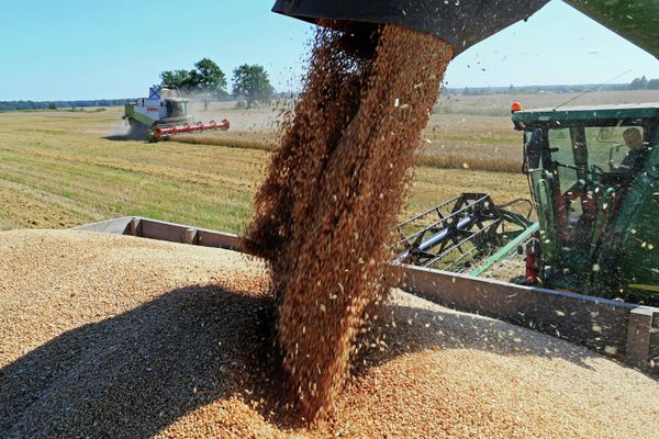 Wheat harvest in Russia's Kaliningrad Region - Sputnik International