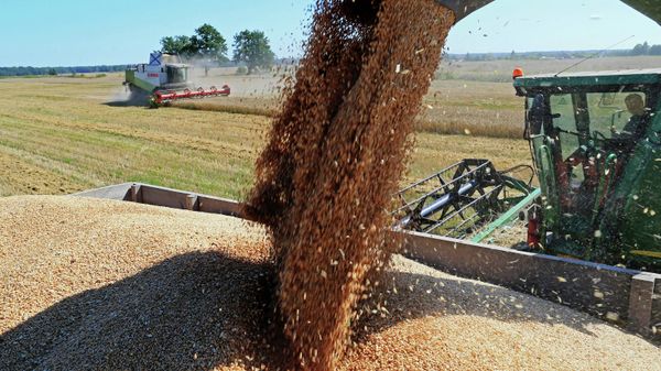 Wheat harvest in Russia's Kaliningrad Region - Sputnik International