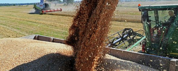 Wheat harvest in Russia's Kaliningrad Region. Exports of food now outstrip weapons, according to Gazeta.ru Wheat harvest in Russia's Kaliningrad Region. Exports of food now outstrip weapons, according to Gazeta.ru - Sputnik International