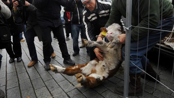 Two of some 500 Estonian farmers hold a calf during a protest in front of the Estonian Parliament in the center of Tallinn (file) Two of some 500 Estonian farmers hold a calf during a protest in front of the Estonian Parliament in the center of Tallinn (file) - Sputnik International
