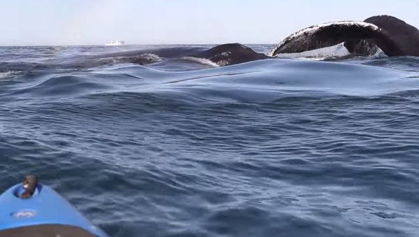 Killer Whales Swim Around Kayak - Sputnik International