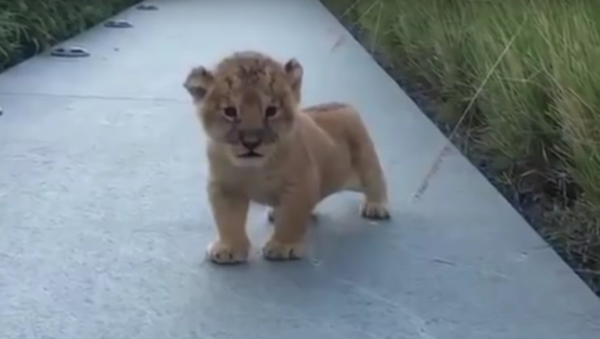 Roar of the future king of beasts - Sputnik International