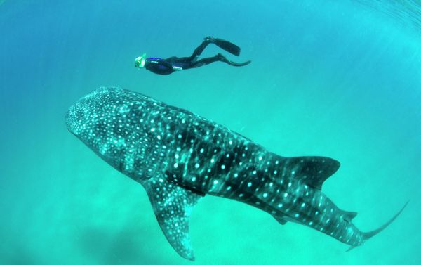 Marmara Underwater Image Festival - Sputnik International