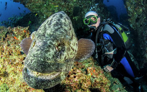 Marmara Underwater Image Festival - Sputnik International