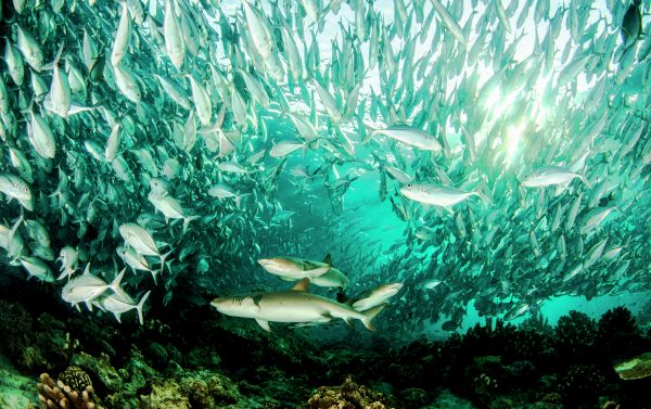 Marmara Underwater Image Festival - Sputnik International