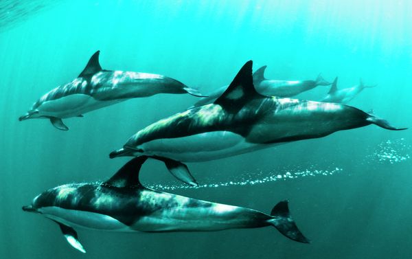 Marmara Underwater Image Festival - Sputnik International