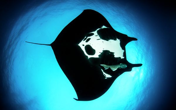 Marmara Underwater Image Festival - Sputnik International