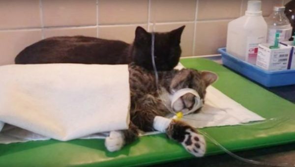 Rademenes The 'Nurse cat' Lends A Paw To Veterinarians At Polish Animal Shelter in Bydgoszczy  - Sputnik International