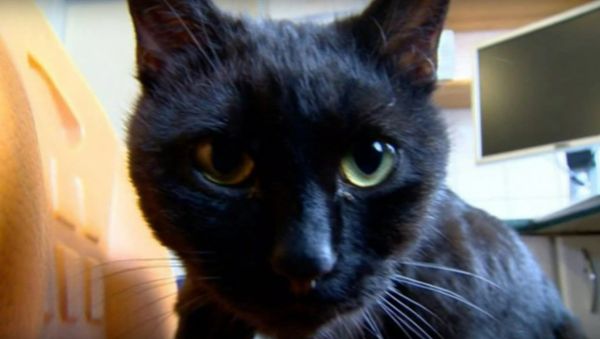 Rademenes The 'Nurse cat' Lends A Paw To Veterinarians At Polish Animal Shelter in Bydgoszczy - Sputnik International