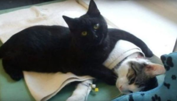 Rademenes The 'Nurse cat' Lends A Paw To Veterinarians At Polish Animal Shelter in Bydgoszczy  - Sputnik International