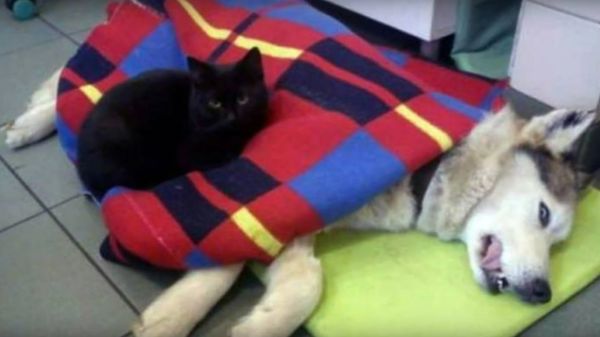  Rademenes The 'Nurse cat' Lends A Paw To Veterinarians At Polish Animal Shelter in Bydgoszczy - Sputnik International