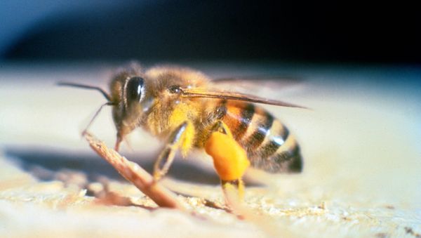 Africanized bee - Sputnik International
