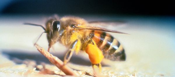 Africanized bee Africanized bee - Sputnik International