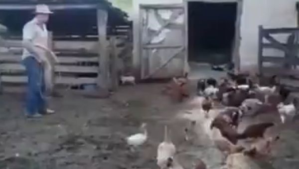 Catching a chicken for dinner in Brazil - Sputnik International