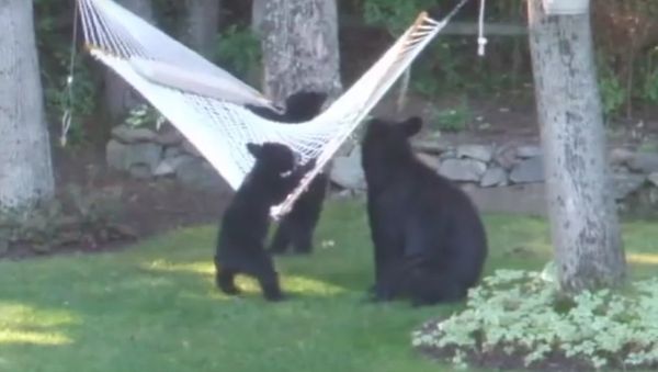 The story of three bears, modern edition. - Sputnik International