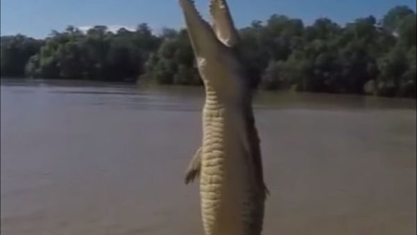 Crocodile Magic - Sputnik International