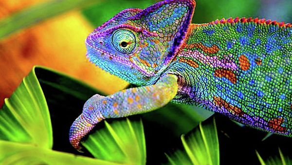 Chameleon-Inspired E-skin - Sputnik International
