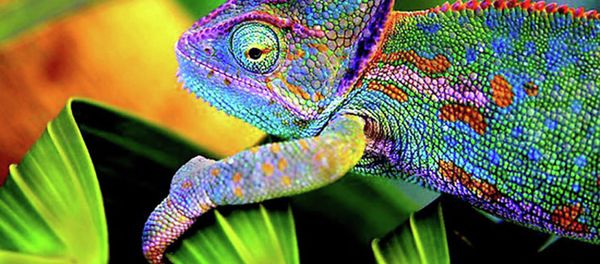 Chameleon-Inspired E-skin Chameleon-Inspired E-skin - Sputnik International