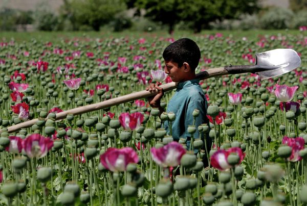 An Afghan boy walks through a poppy field in Khogyani district of Jalalabad east of Kabul, Afghanistan - Sputnik International