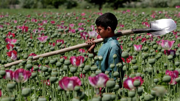 An Afghan boy walks through a poppy field in Khogyani district of Jalalabad east of Kabul, Afghanistan An Afghan boy walks through a poppy field in Khogyani district of Jalalabad east of Kabul, Afghanistan - Sputnik International