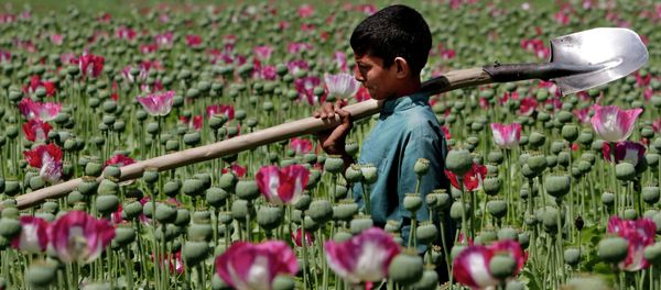 An Afghan boy walks through a poppy field in Khogyani district of Jalalabad east of Kabul, Afghanistan - Sputnik International